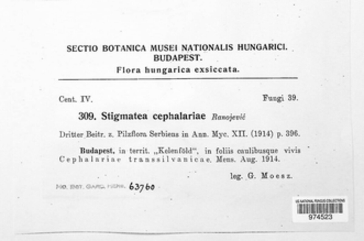 Spilosticta cephalariae image